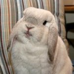 보송보송 귀여븐 <b>토끼들</b>, 아 한마리 키우고 싶당