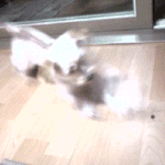 (사진有)길잃은 강아지를 키운지 벌써 5년이 지나고있네요