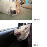 [<b>사진</b>有] <b>이런</b>걸 개간지?ㅋㅋ