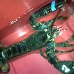 [사진有]제남친이 바닷<b>가재</b>를 뽑았어요!! 그런데......