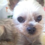 서울/강동/둔촌동/<b>둔촌</b>고주변/요크셔/수컷/사례