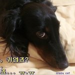 이것이 말로만 듣던 바로 <b>개판</b>?