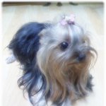 키우는 강아지가 두마리나 죽었어요..(사진有)