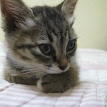 길에서주운고양이어케해야하죠?