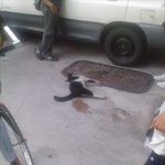 죽어가던 <b>도둑</b>고양이  (사진有)