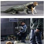 강아지가....흑.....<b>악어</b>한테...살려주세요