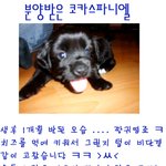 분양받은 코카스파니엘~ >ㅆ< 생후1개월<b>반쯤</b> 모습!