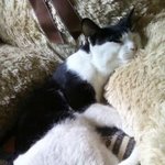 (피고름같은 고통따위 모르는)길냥이 주인들에 고함