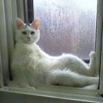 [<b>jj</b>]연상연하되보자♡♡솔로의천국~~olleh~~!