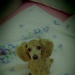 일산구 탄현동에서 갈색 푸들을 찾고있어요.