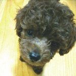 사진有))최고의외모를 자랑하는 완소갈색푸들 <b>희망</b>군을 소개합니다.