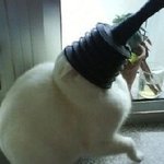 하아 <b>주인님</b>! 저 좀 살려주세요~