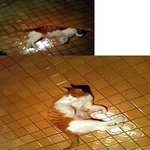 고양이가 집으로 찾아왔어요.