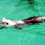 물 싫어하는 냥이, 알고보면 수영<b>달인</b>?