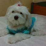 수원 <b>매탄동</b> 말티즈 수컷 찾아요!!