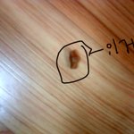 강아지 먹는 <b>시저</b>캔에서 이상한게나왔어요