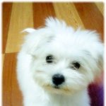 사진有)둘이 벌어서 270~320만원 잘쓰고 있나요?