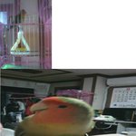 <b>모란</b>앵무새를 찾아요 ㅠ.ㅠ