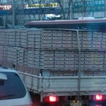 계란 <b>참사</b>로세