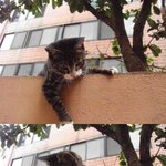 고양이에게 맞는 울집 강<b>쥐들</b> ㅋㅋㅋ