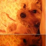 졸려하는 우리<b>밍키</b>