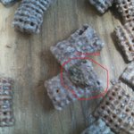 <b>농심</b>켈로그에서 바퀴벌레일종벌레가