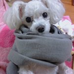09/26 말티즈+푸들 양천구 신정동 오목교역근처 <b>이오</b> 찾아요 ㅠ