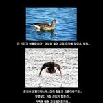 기러기 아빠의 꿈ㅋㅋ