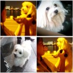 강아지를 찾습니다. 흰색 말티즈(압구정동, 동호대교, 논현동)