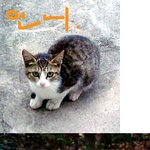 강아지랑 고양이가 <b>동시</b>에....ㅠㅠ<사진 유>