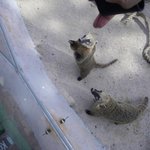 어린이<b>대공원</b> 동물찍어왔어요!꼭보세요! 희귀ㅋ.ㅋ
