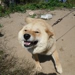 우울한가요?<b>진순</b>이따라 웃어봐용~ㅎㅎ