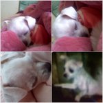 ★4일에실종[시흥 <b>정왕</b>]말티즈를 찾습니다★