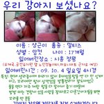 [시흥<b>정왕</b>]★말티즈를 찾습니다★
