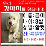 익산시 오산면 파출소 부근에서 <b>실종</b> 그레이트 피레니즈 찾습니다..