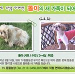 '<b>sbs</b>동물농장'섬에버려진개 '똘이' 입양했습니다.