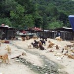 3000마리의 강아지들의 <b>생명</b>좀 지켜주세요..