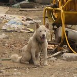 개식용금지/동물보호법강화 청원 동물사랑하는 분들 꼭 해주세요.....