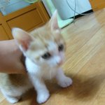 이고양이 무슨종인줄 아시는분 제발ㅠㅠ