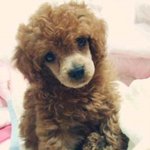 강아지를분양받았는데 사기를당한것같습니다. 도와주세요<b>t</b>_<b>t</b>