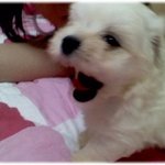 강아지 짖지 않는방법이요~ 우리<b>동동</b>이 소개합니당♡