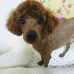 10월15일 3시 가족과도 같은 강아지가 집을나갔어요