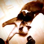 새끼 고양이땜에 미치겠어욬ㅋㅋㅋㅋㅋㅋㅋㅋㅋㅋㅋ살렼ㅋㅋㅋ