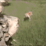 얼굴에 <b>부비</b>부비 고양이