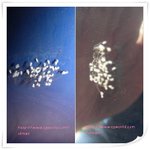 우담<b>바라</b>를 아십니까?