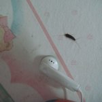 방에 벌레가 나타나요 <b>무슨</b>벌레죠 ? - <b>사진</b>有