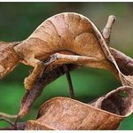 악마 도마뱀의 `귀신같은 <b>위장</b>`