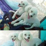 경기도 오산시 <b>궐동</b>에서 사라진 까루를 찾습니다!!