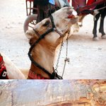 사진 多有)고스톱 치는 아랍인!!그리고 요르단여행기 ㅋㅋ