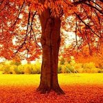 중년의 계절, 그 아름다움<b>이여</b>!